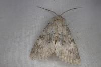 Polymixis dubia
