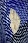 Camptogramma bilineata