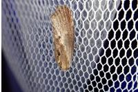 Galleria mellonella