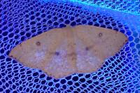 Cyclophora puppillaria
