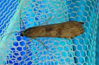 Nomophila noctuella