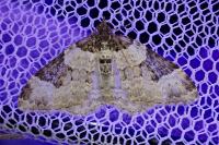 Xanthorhoe fluctuata