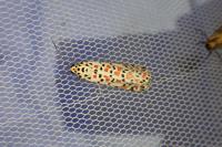 Utetheisa pulchella