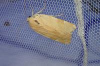 Noctua tirrenica