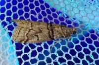 Acrobasis romanella