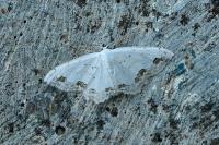 Scopula ornata