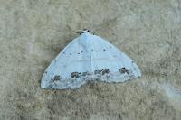 Scopula ornata