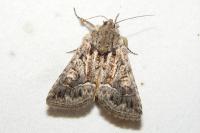Thalpophila matura