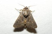 Thalpophila matura