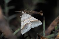 Perigune convergata