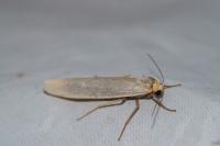 Eilema caniola