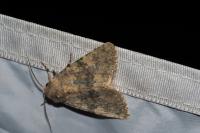 Polymixis argillaceago