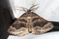 Scotopteryx peribolata