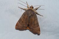 Noctua janthe