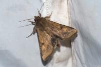 Helicoverpa armigera