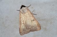 Lygephila craccae