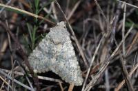 Polymixis dubia