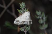 Scopula decorata