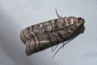 Dioryctria mendacella