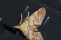 Metasia cuencalis bourgognei
