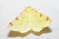 Opisthograptis luteolata