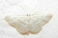 Idaea subsericeata