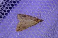 Udea ferrugalis