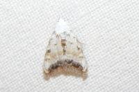 Nola infantula