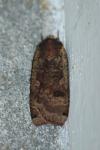 Noctua pronuba