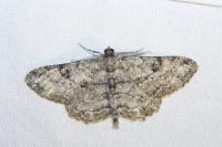 Peribatodes rhomboidaria rhomboidaria