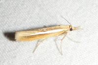 Agriphila tristella