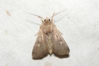 Xestia xanthographa
