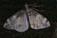 Dysstroma truncata