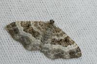 Epirrhoe alternata