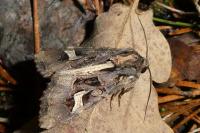 Trigonophora flammea