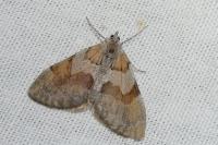 Pennithera firmata firmata