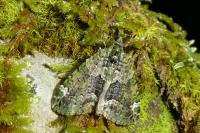 Chloroclysta siterata