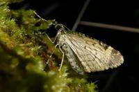 Chloroclysta siterata