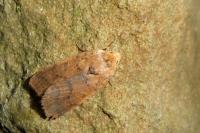 Anchoscelis pistacinoides