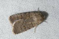 Caradrina clavipalpis