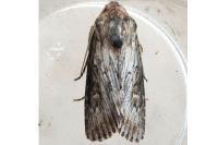 Aporophyla australis