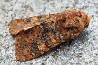 Polymixis argillaceago