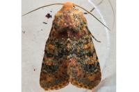Polymixis argillaceago