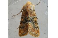 Polymixis argillaceago