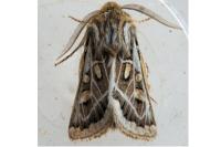 Ulochlaena hirta