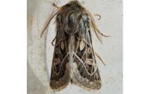 Ulochlaena hirta