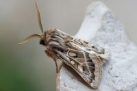 Ulochlaena hirta