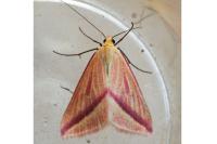 Rhodometra sacraria