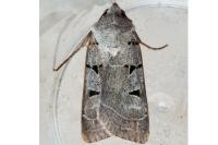Eugnorisma glareosa