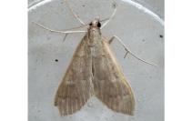 Mecyna asinalis